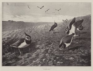 Lapwings